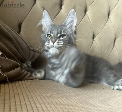 Kitten female Maine coon European line
