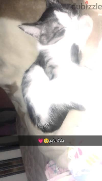 قطه عسوله جدااا
