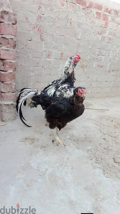 ديك وفرخه هندي اللبيع