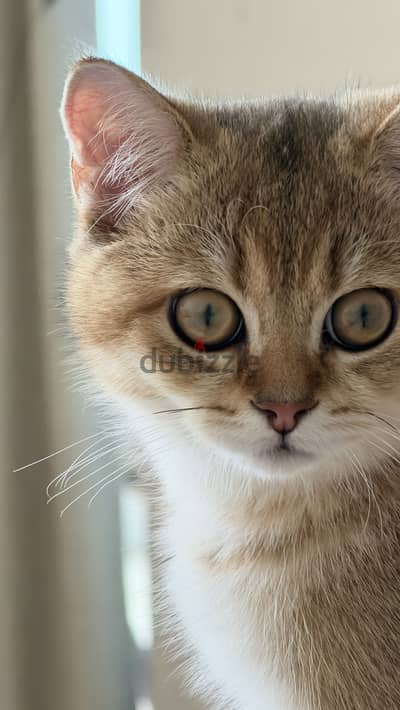 Scottish straight kitten ny11