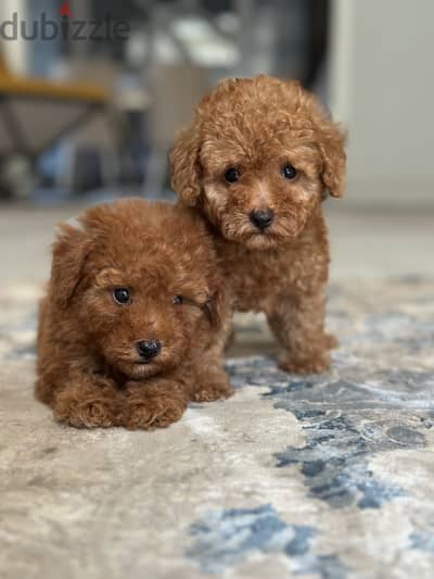Toypoodle poodle toy poodle بودل
