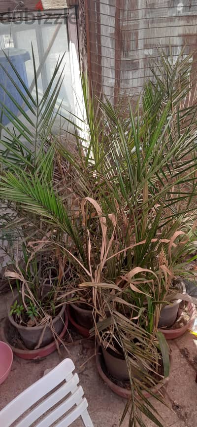 نخل صغير