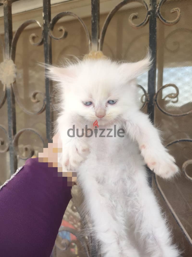 كتنز للبيع 3