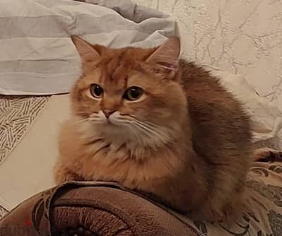 British long hair registered