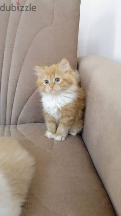كتين قطط ولد بنت بيور ذكر انثي cat male female pure cats kitten