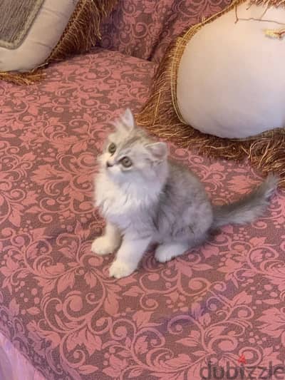 قط شيرازي بيور