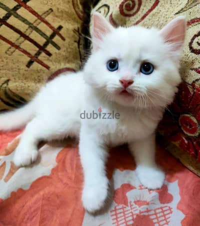 ولدين شيرازى هاف بيكي وبنت شيرازى هاف بيكي عسوله