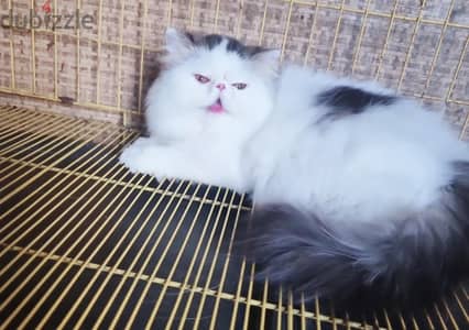 بنت بيرشن فان براون