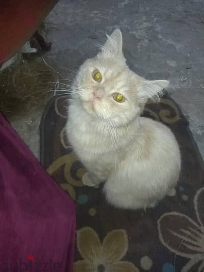 قطة شيرازي بيور