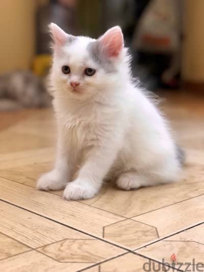 Shirazi Kitten Female Moon Face - قطة شيرازي بنت