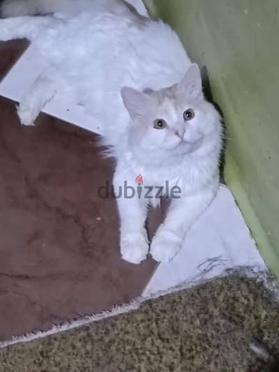 للتبني ولد وبنت