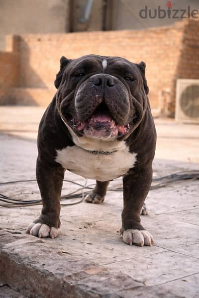 American bully | اميركن بولي