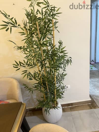 شجرة بامبو صناعى  تعتبر جديدة