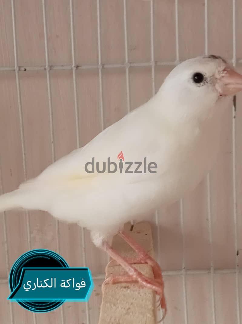 كنارى للبيع 2