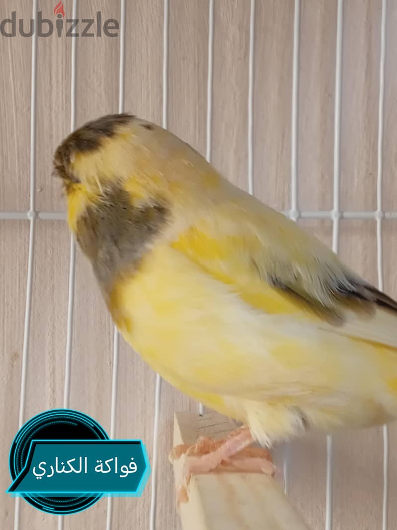 كنارى للبيع 4