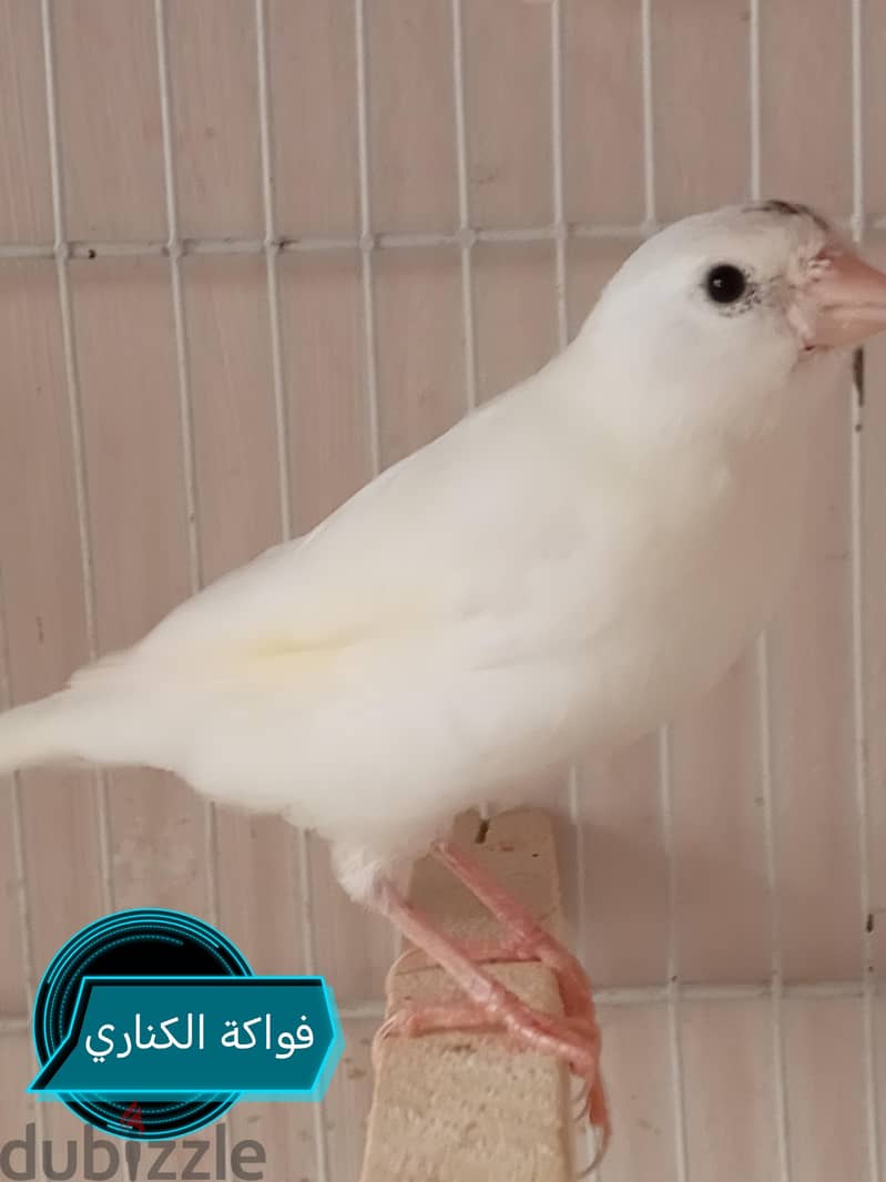 كنارى للبيع 6
