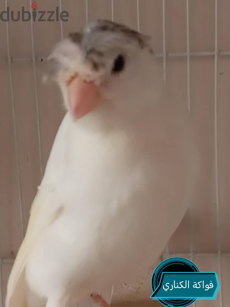 كنارى للبيع 7