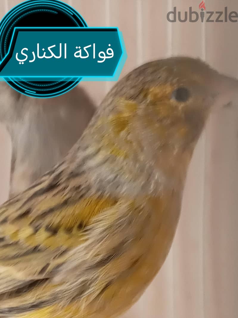 كنارى للبيع 8