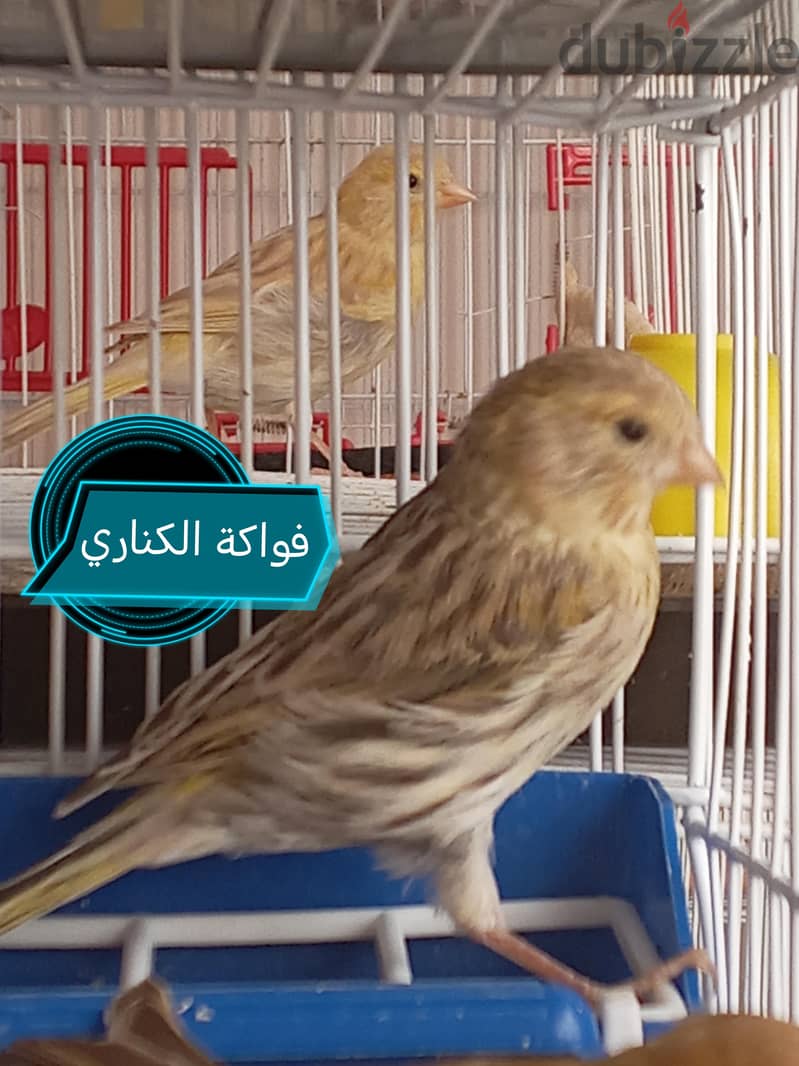كنارى للبيع 10