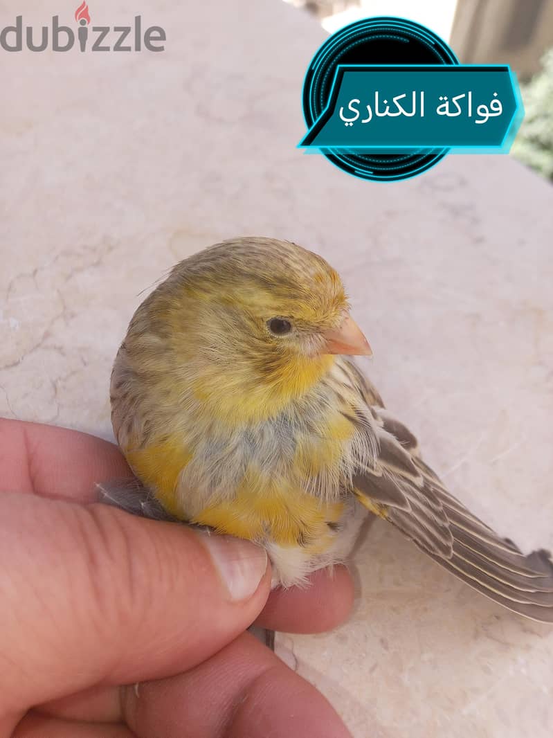 كنارى للبيع 11
