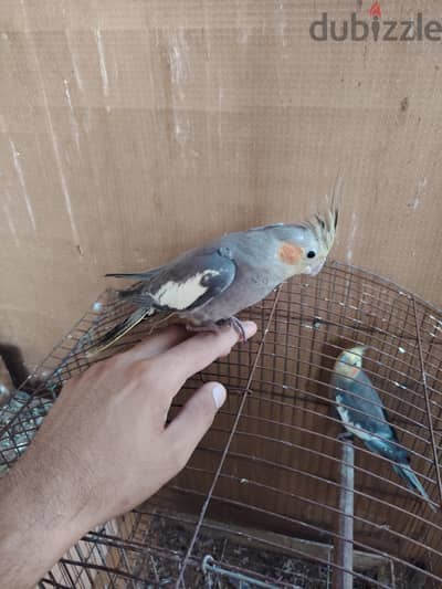 ٢ شباب حبشي. ٢ روز اخضر