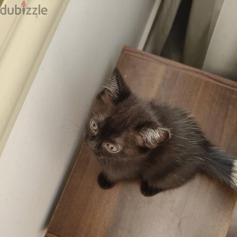 Rare scottish straight female kittens 4