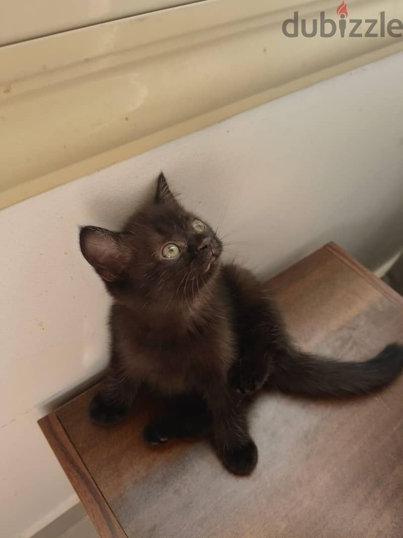 Rare scottish straight female kittens 5