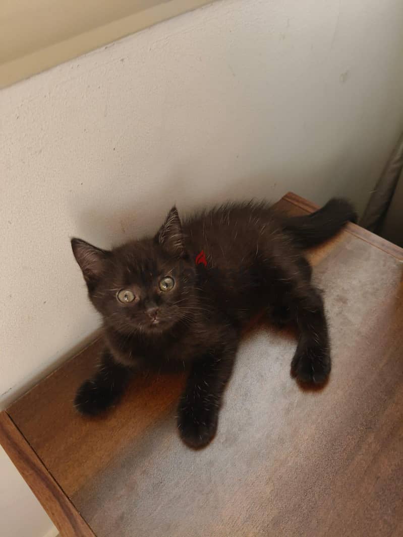 Rare scottish straight female kittens 6