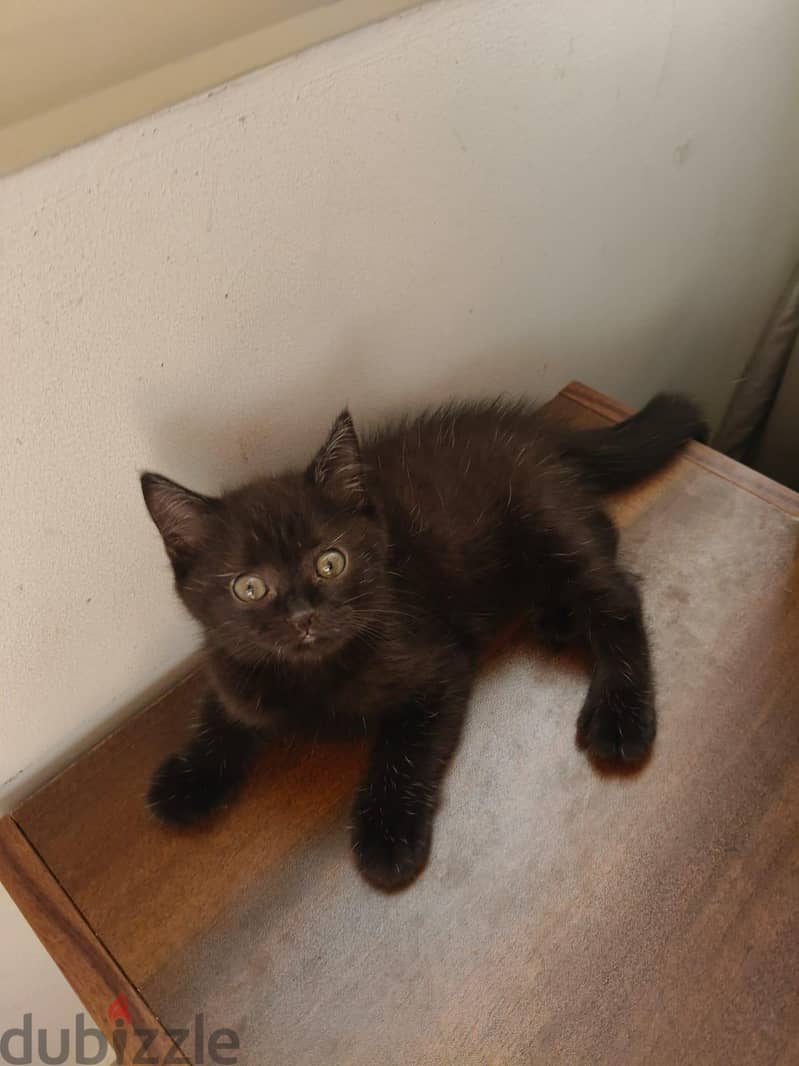 Rare scottish straight female kittens 7