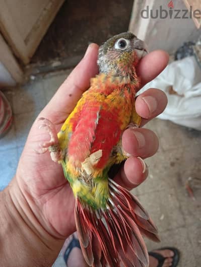 مطلوب دكره كوتيور هاي ريد