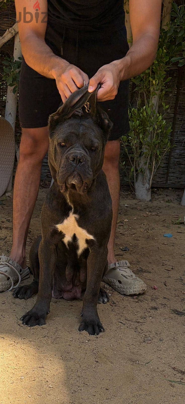 Cane corso 2