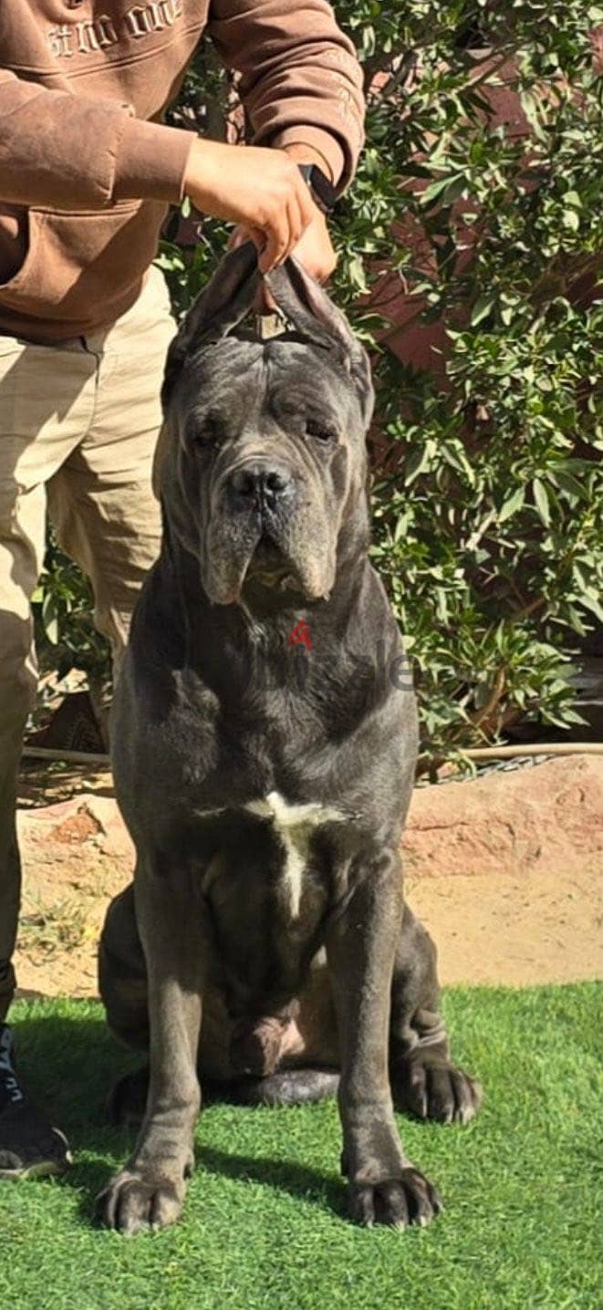 Cane corso 3