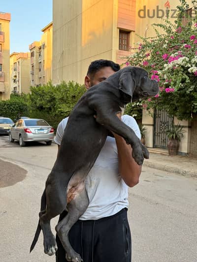 Cane corso