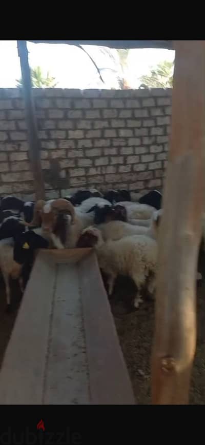 عدد ٢٠ نعجة عُشر و كبش برقي حُر  للبيع