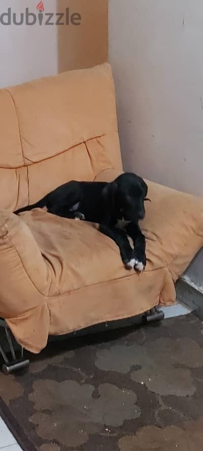جريت دان great dane puppi