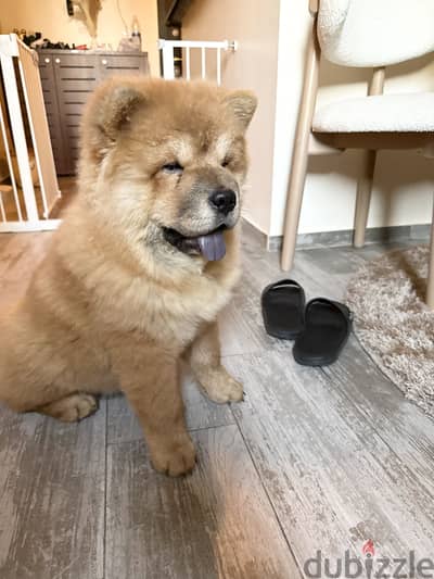 Chow chow