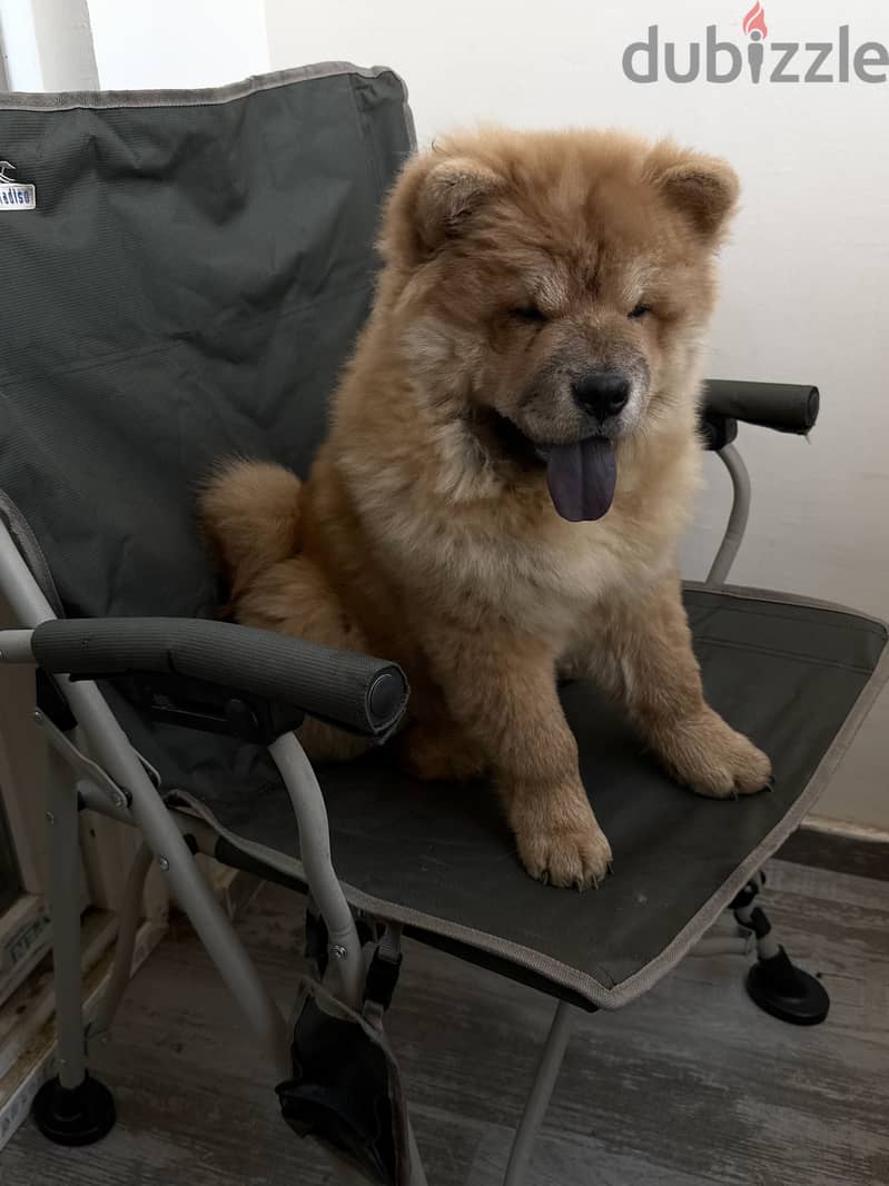 Chow chow 1
