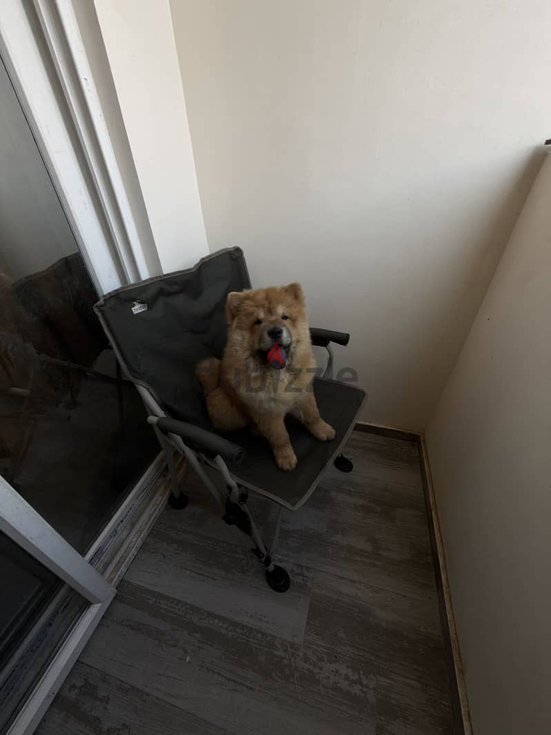 Chow chow 2