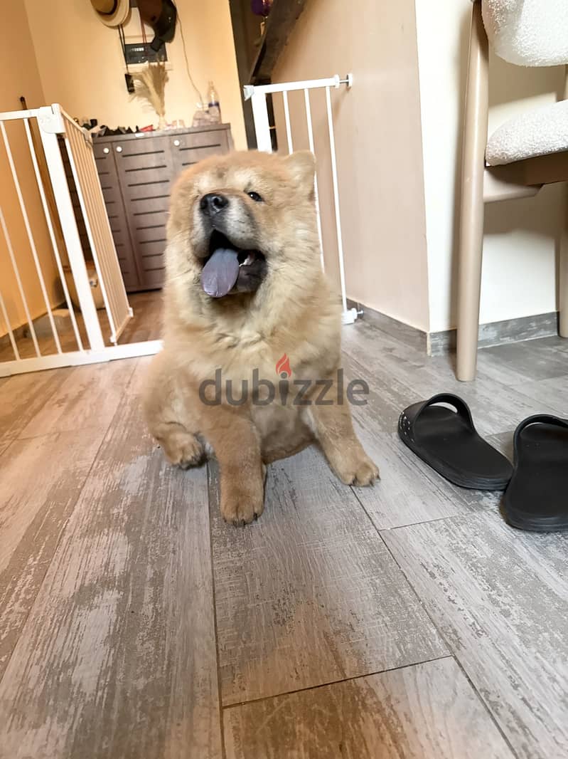 Chow chow 4