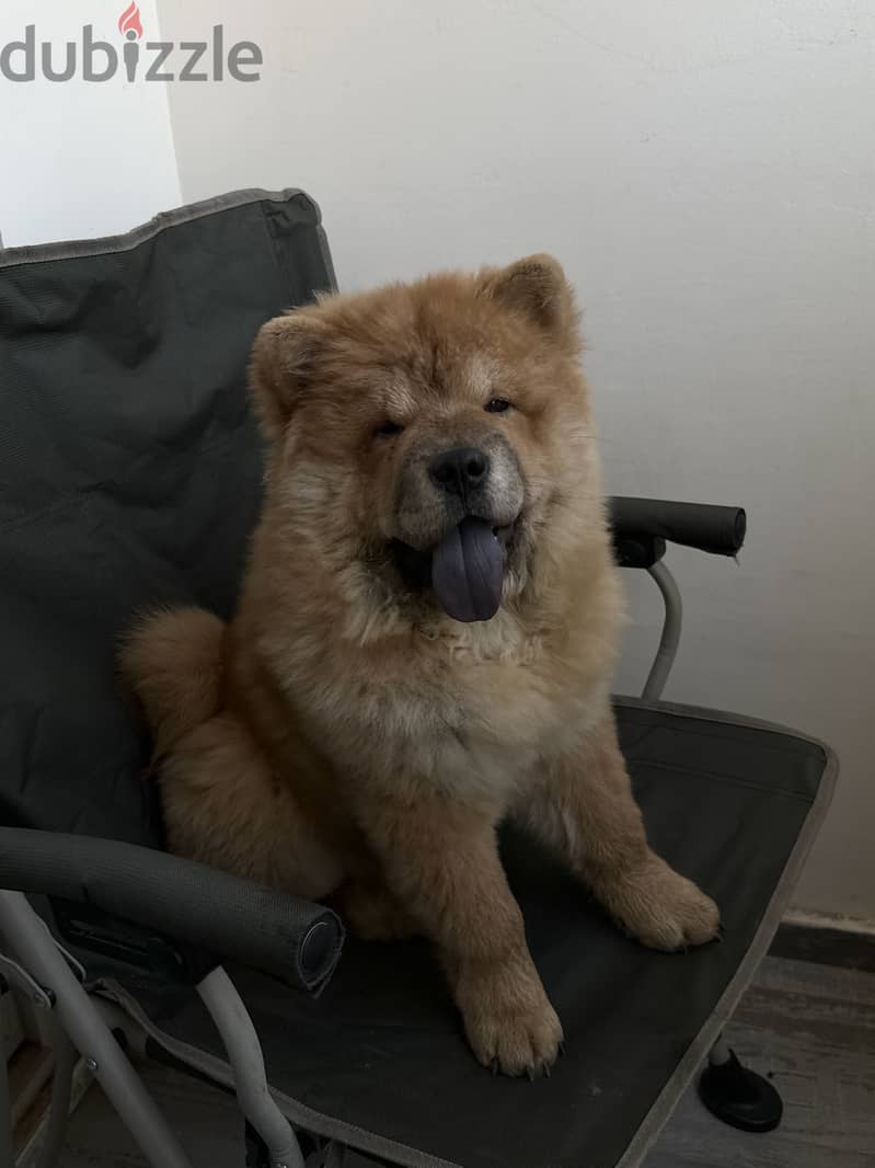 Chow chow 5