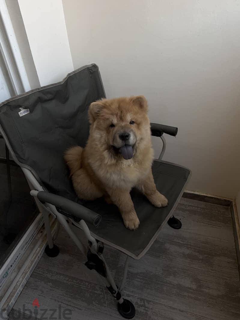Chow chow 6