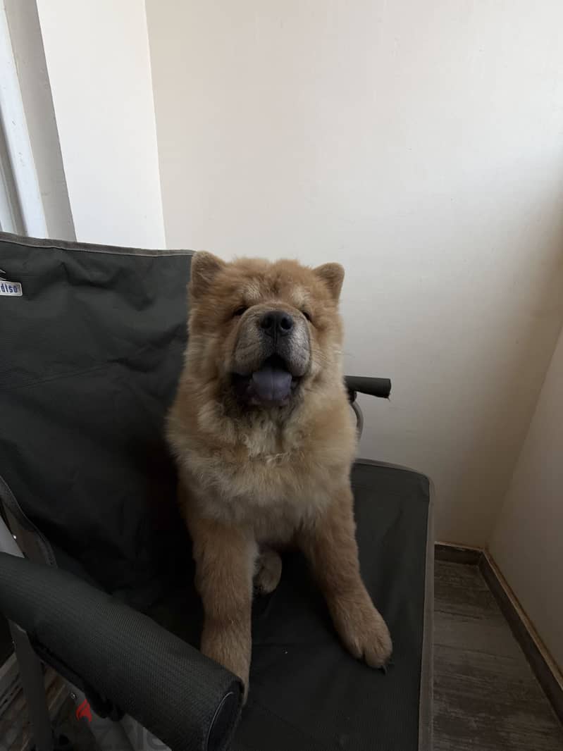 Chow chow 7