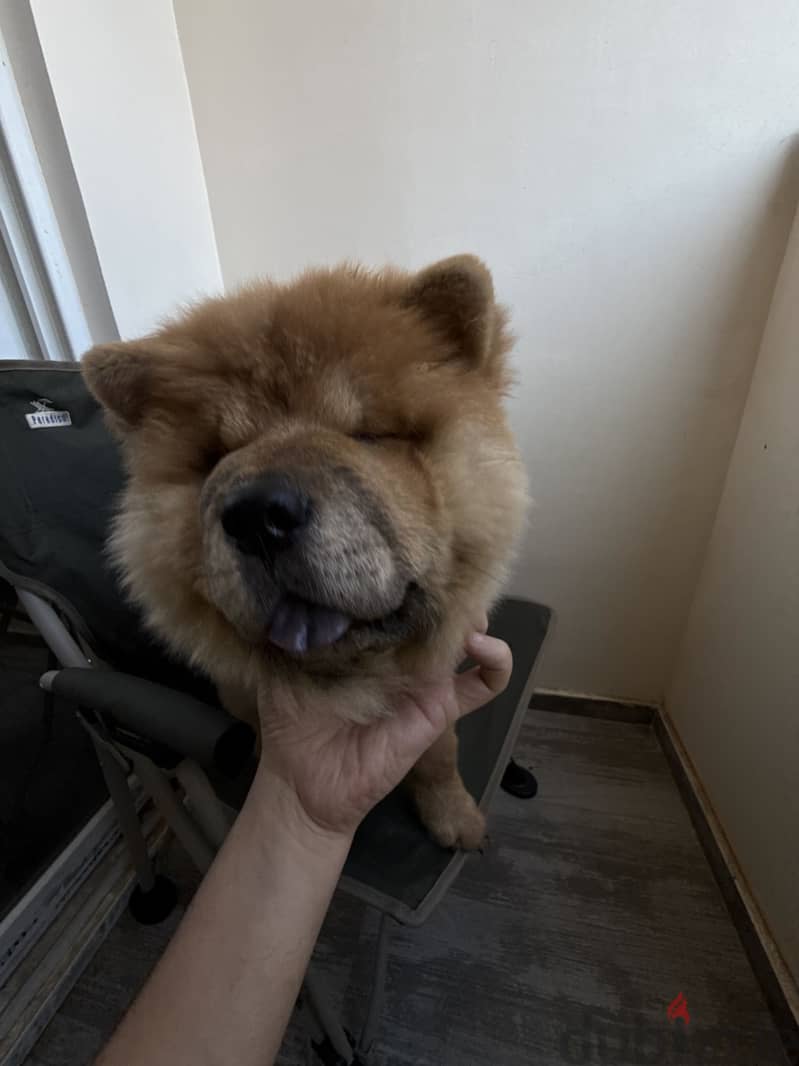Chow chow 8