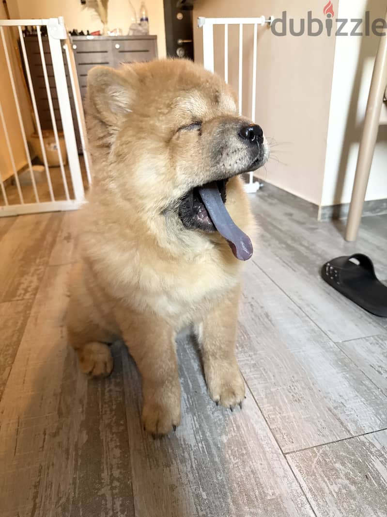 Chow chow 9