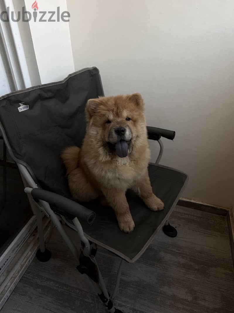 Chow chow 10