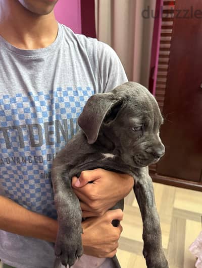 جرو انثى كين كورسو  (Cane Corso puppy)