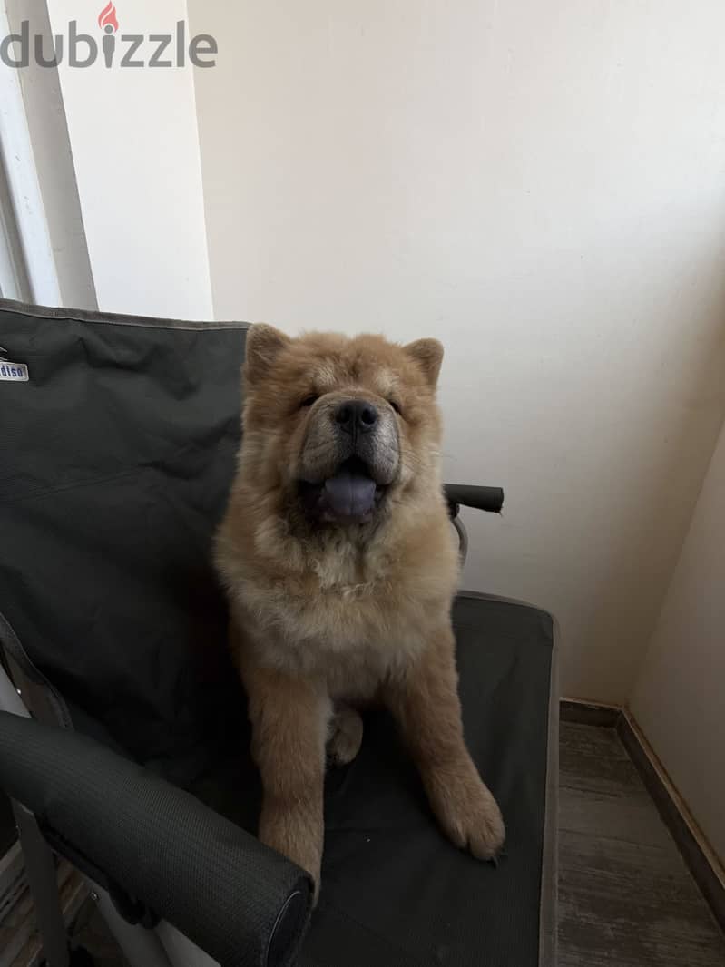 Chow chow 1