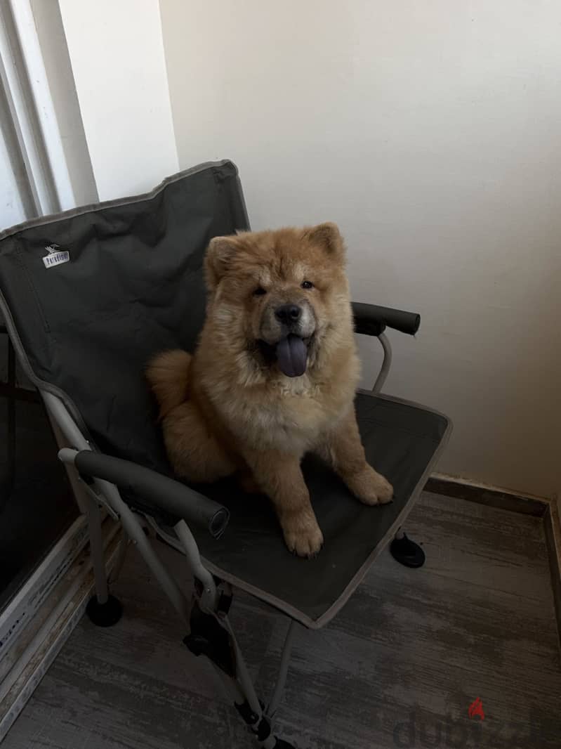 Chow chow 2