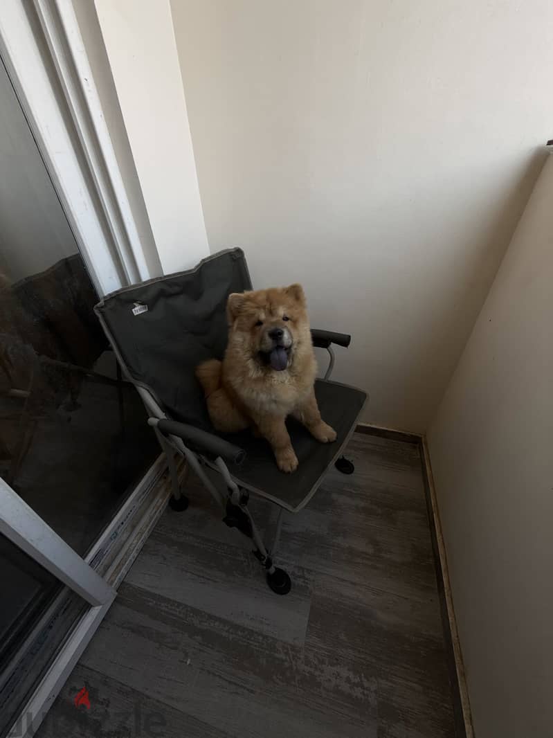 Chow chow 3