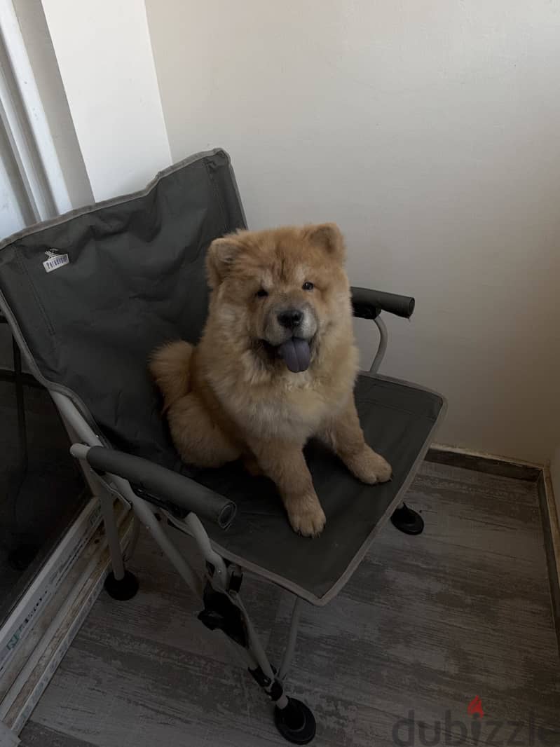 Chow chow 4